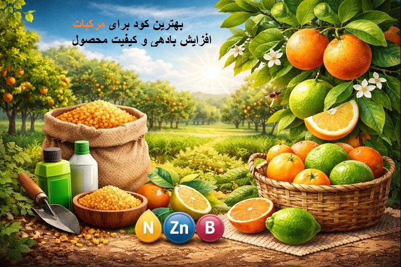 بهترین کود برای مرکبات